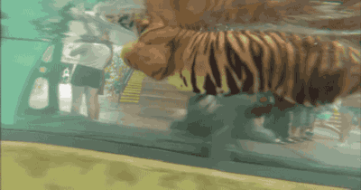 虎年开工第一天，我想给所有跨境电商人提个醒！