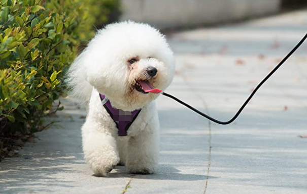 1612320637467267.png 情人节来袭!宠物用品热度再涨,卖家有望爆单