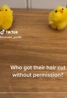 13秒视频2150万播放,一款复活节玩具走红TikTok